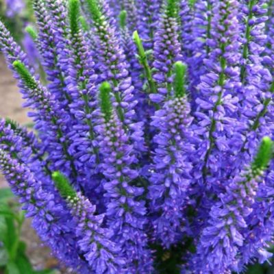 Вероника колосковая Блю Эксплоужен Вероника колосковая Блю Эксплоужен - Dolina-Sad.Ru