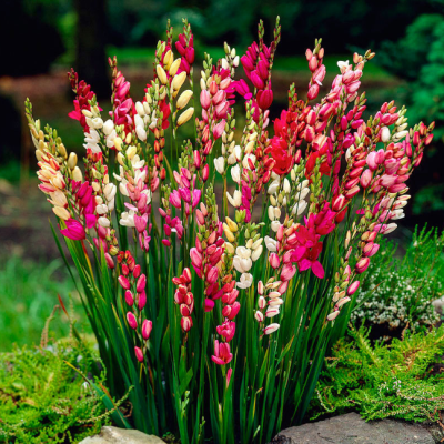 Иксия Микс фото