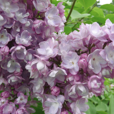 Сирень Генерал Першинг фото