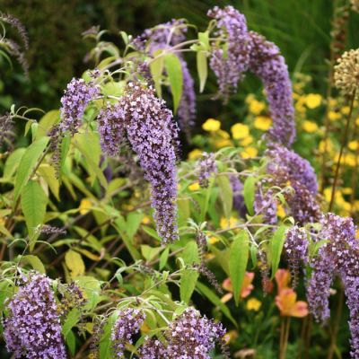 Буддлея Давида Вистерия Лейн Буддлея Давида Вистерия Лейн - Dolina-Sad.Ru