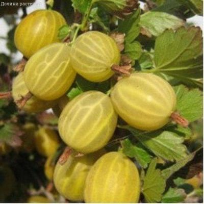 Крыжовник Куршу Дзинтарс Крыжовник Куршу Дзинтарс фото