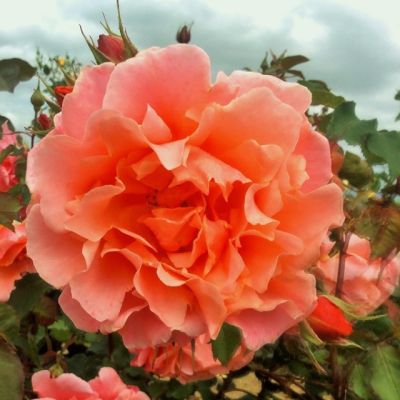 Роза Алибаба Роза Алибаба - Dolina-Sad.Ru