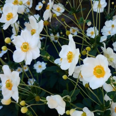 Анемона Онорин Джоберт Анемона Онорин Джоберт - Dolina-Sad.Ru