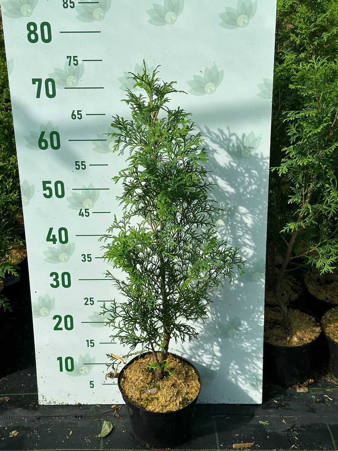 Туя западная Жеска, С2 - Dolina-Sad.Ru