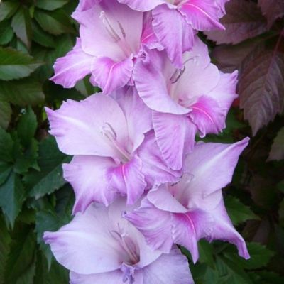 Гладиолусы Блу Бьюти Гладиолусы Блу Бьюти - Dolina-Sad.Ru