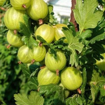 Крыжовник Белорусский Сахарный фото