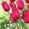 Тюльпан Бургунди Лейс Тюльпан Бургунди Лейс - Dolina-Sad.Ru