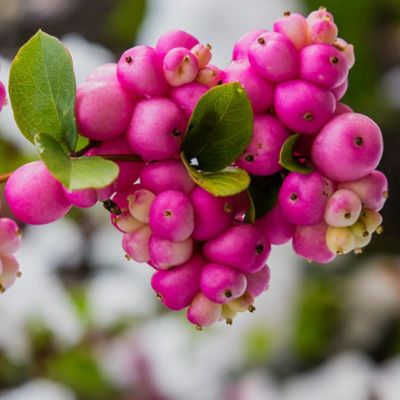 Снежноягодник Хэнкок фото