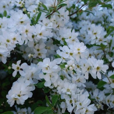 Экзохорда крупноцветковая Лотус Мун Экзохорда крупноцветковая Лотус Мун - Dolina-Sad.Ru