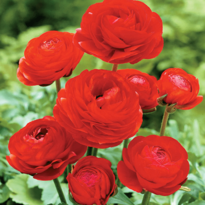 Ранункулюс Ред Ранункулюс Ред фото