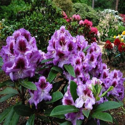 Рододендрон Баритон Рододендрон Баритон фото