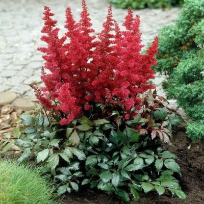 Астильба Ред Астильба Ред фото