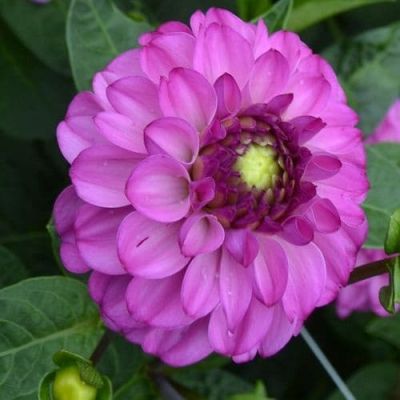 Георгина Салвейшн Георгина Салвейшн фото