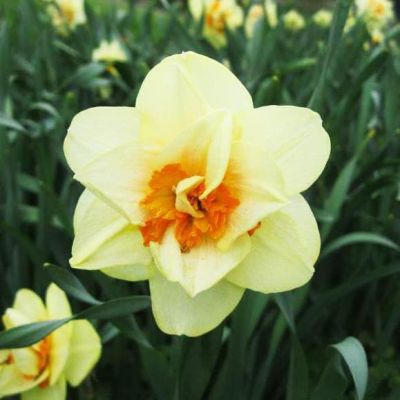 Нарцисс Дабл Фэшн фото