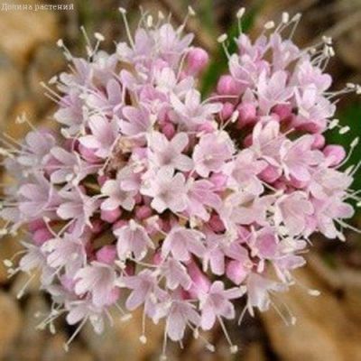 Валериана Ульяна фото