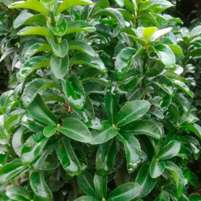 Бересклет японский Бенкомасаки Бересклет японский Бенкомасаки - Dolina-Sad.Ru