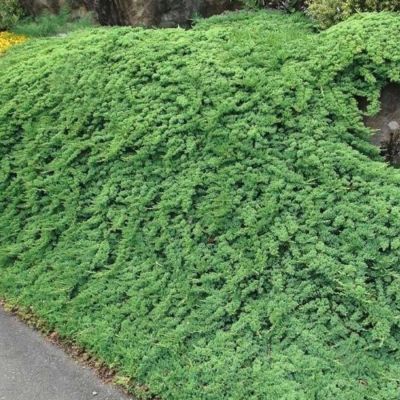 Можжевельник горизонтальный Прострата, С3 - Dolina-Sad.Ru