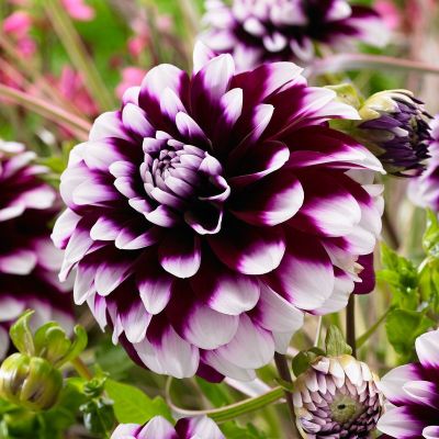 Георгина Райн Си Георгина Райн Си - Dolina-Sad.Ru