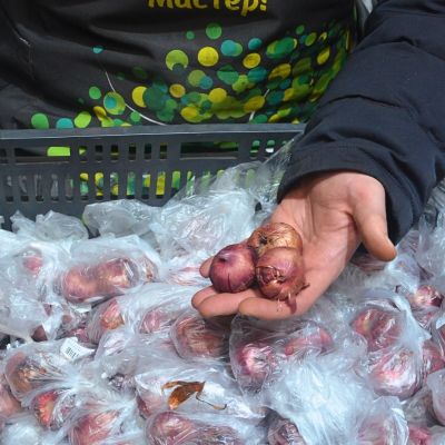 Гладиолус Песара Гладиолус Песара фото