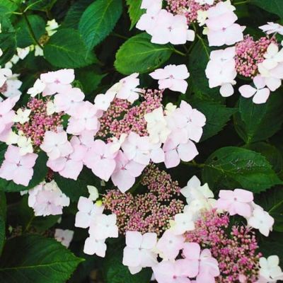Гортензия крупнолистная Мариесии Грандифлора, С2 Гортензия крупнолистная Мариесии Грандифлора, С2 - Dolina-Sad.Ru