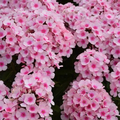 Флокс метельчатый Брайт Айс , x Флокс метельчатый Брайт Айс , x фото