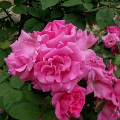 Роза Зефирин Дроухин Роза Зефирин Дроухин - Dolina-Sad.Ru