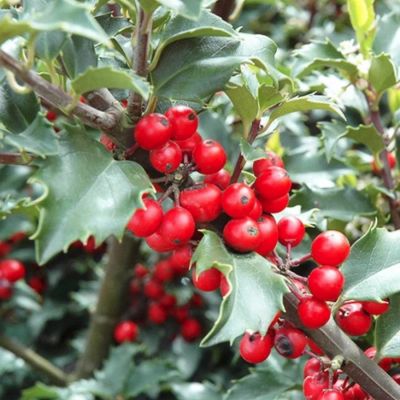 Падуб Мезерва Блю Принцесс Падуб Мезерва Блю Принцесс - Dolina-Sad.Ru