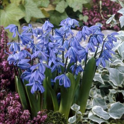 Сцилла сибирская Спринг Бьюти Сцилла сибирская Спринг Бьюти - Dolina-Sad.Ru