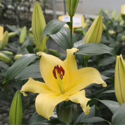 Лилия Элдорет - Dolina-Sad.Ru