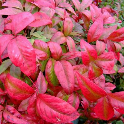 Нандина домашняя Ред Лайт Нандина домашняя Ред Лайт - Dolina-Sad.Ru