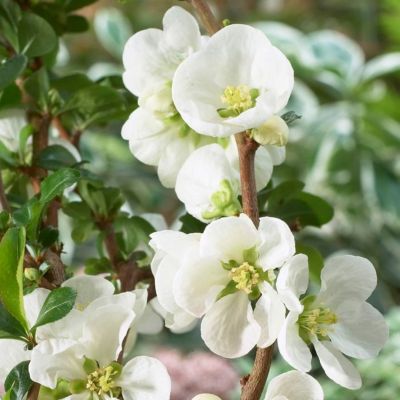 Айва превосходная Джет Трейл Айва превосходная Джет Трейл - Dolina-Sad.Ru