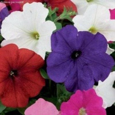Петуния Летний Восторг, многоцветковая смесь Петуния Летний Восторг, многоцветковая смесь фото