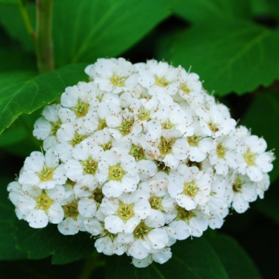 Спирея березолистная Исланд Спирея березолистная Исланд фото