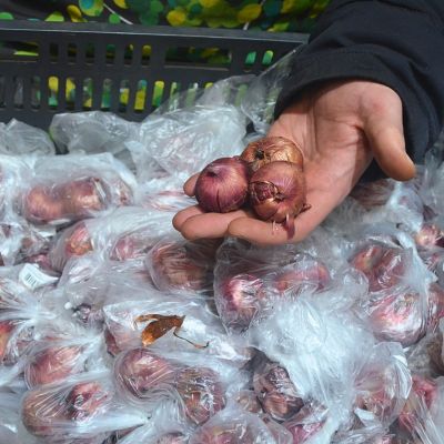 Гладиолус Белладонна Гладиолус Белладонна фото