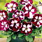 Петуния Танец Страсти F1 Петуния Танец Страсти F1 фото