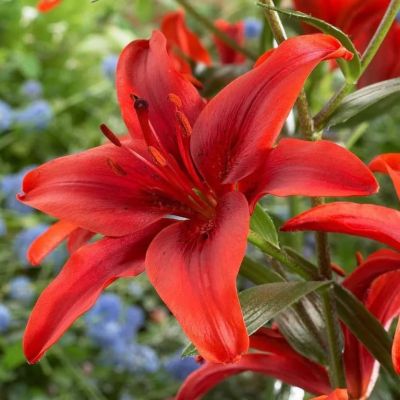 Лилия Ред кантри Лилия Ред кантри фото