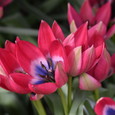 Тюльпан Литл Бьюти фото