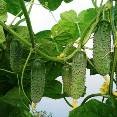 Огурец Артист F1 (Голландия) Огурец Артист F1 (Голландия) фото