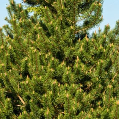 Сосна горная крючковатая, С3 Сосна горная крючковатая, С3 - Dolina-Sad.Ru