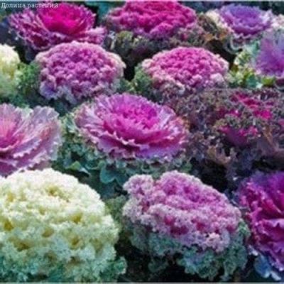 Капуста декоративная Шустрая черепашка Капуста декоративная Шустрая черепашка фото