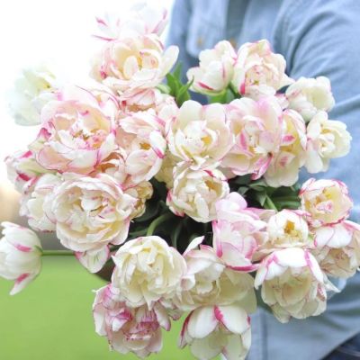 Тюльпан Дубль Шарк Тюльпан Дубль Шарк - Dolina-Sad.Ru