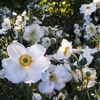 Анемона Онорин Джоберт Анемона Онорин Джоберт - Dolina-Sad.Ru