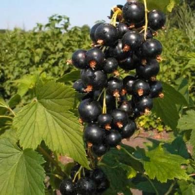 Смородина Багира Смородина Багира фото