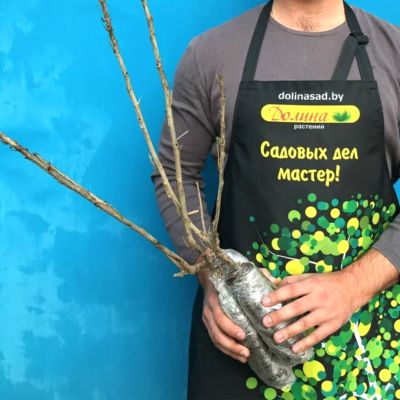 Смородина Багира Смородина Багира фото