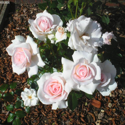 Роза Штамбовая Вайтэ Шейд ов Пэйл Роза Штамбовая Вайтэ Шейд ов Пэйл - Dolina-Sad.Ru