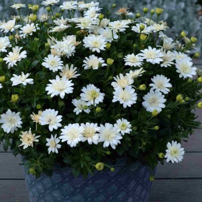 Остеоспермум 3Д Нанук - Dolina-Sad.Ru