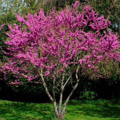 Церцис европейский Церцис европейский - Dolina-Sad.Ru