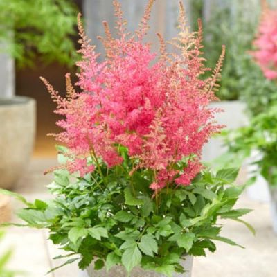 Астильба Санни Дэй - Dolina-Sad.Ru