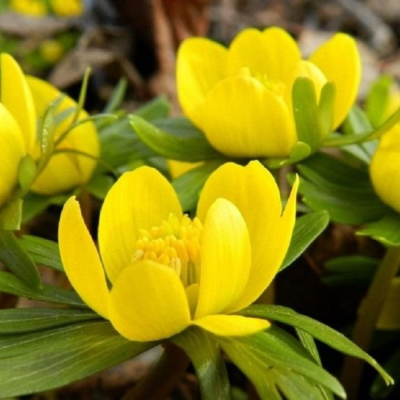 Эрантус Сицилийский Эрантус Сицилийский - Dolina-Sad.Ru