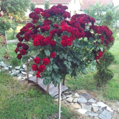 Роза штамбовая Нина Вейбул Роза штамбовая Нина Вейбул - Dolina-Sad.Ru